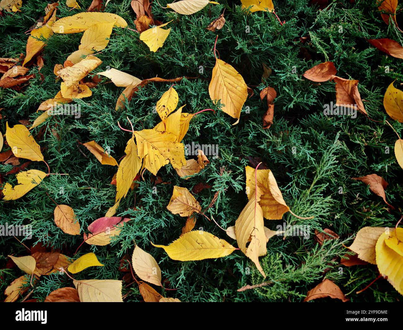 foglie di alberi in autunno, foglie autunnali e foglie colorano le foglie di alberi in autunno Foto Stock