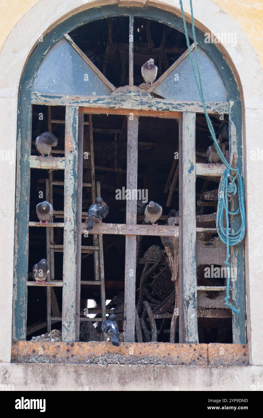 Finestra di una casa abbandonata, con diversi piccioni arroccati. Foto Stock