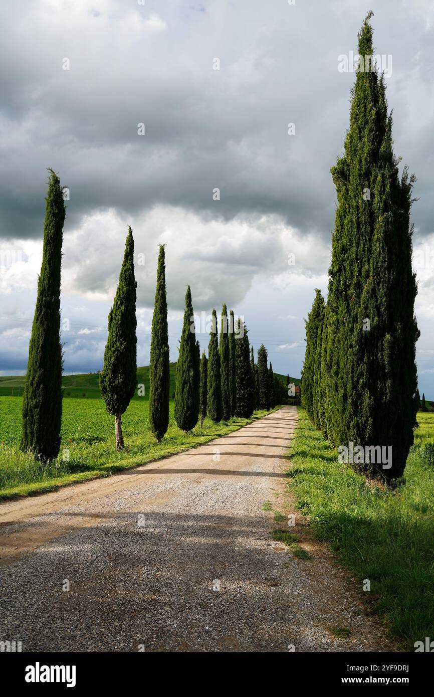 Cipresso, file di alberi e strada di campagna. Paesaggio rurale in Toscana, Italia Foto Stock