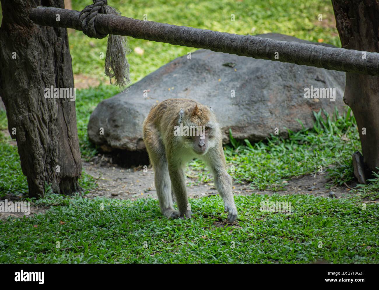 una scimmia sta camminando sull'erba verde vicino alla grande roccia Foto Stock