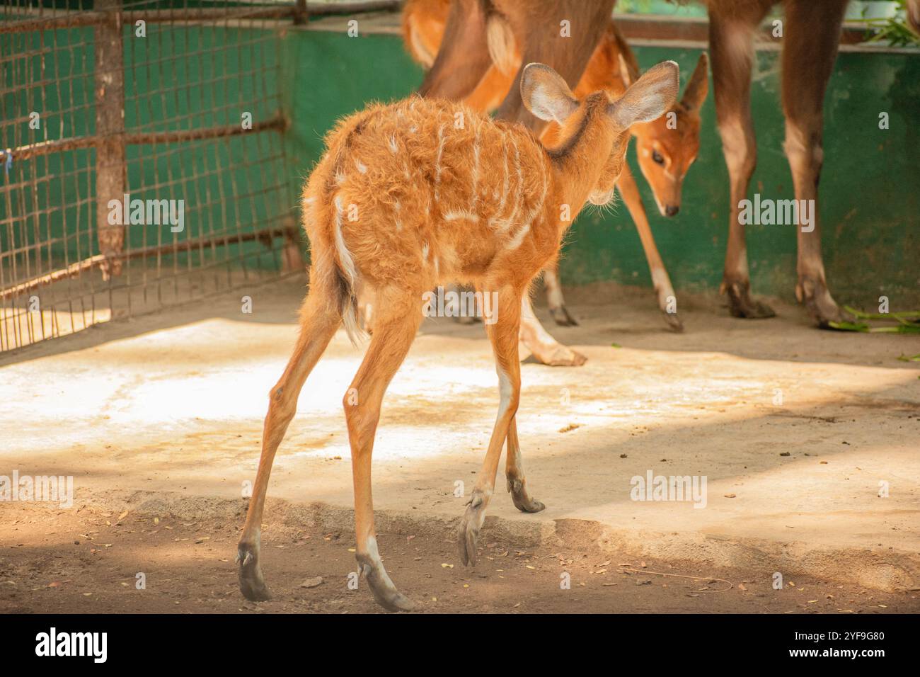 un simpatico cervo bruno o un fawn si trova in una gabbia con l'altro, voltare le spalle Foto Stock