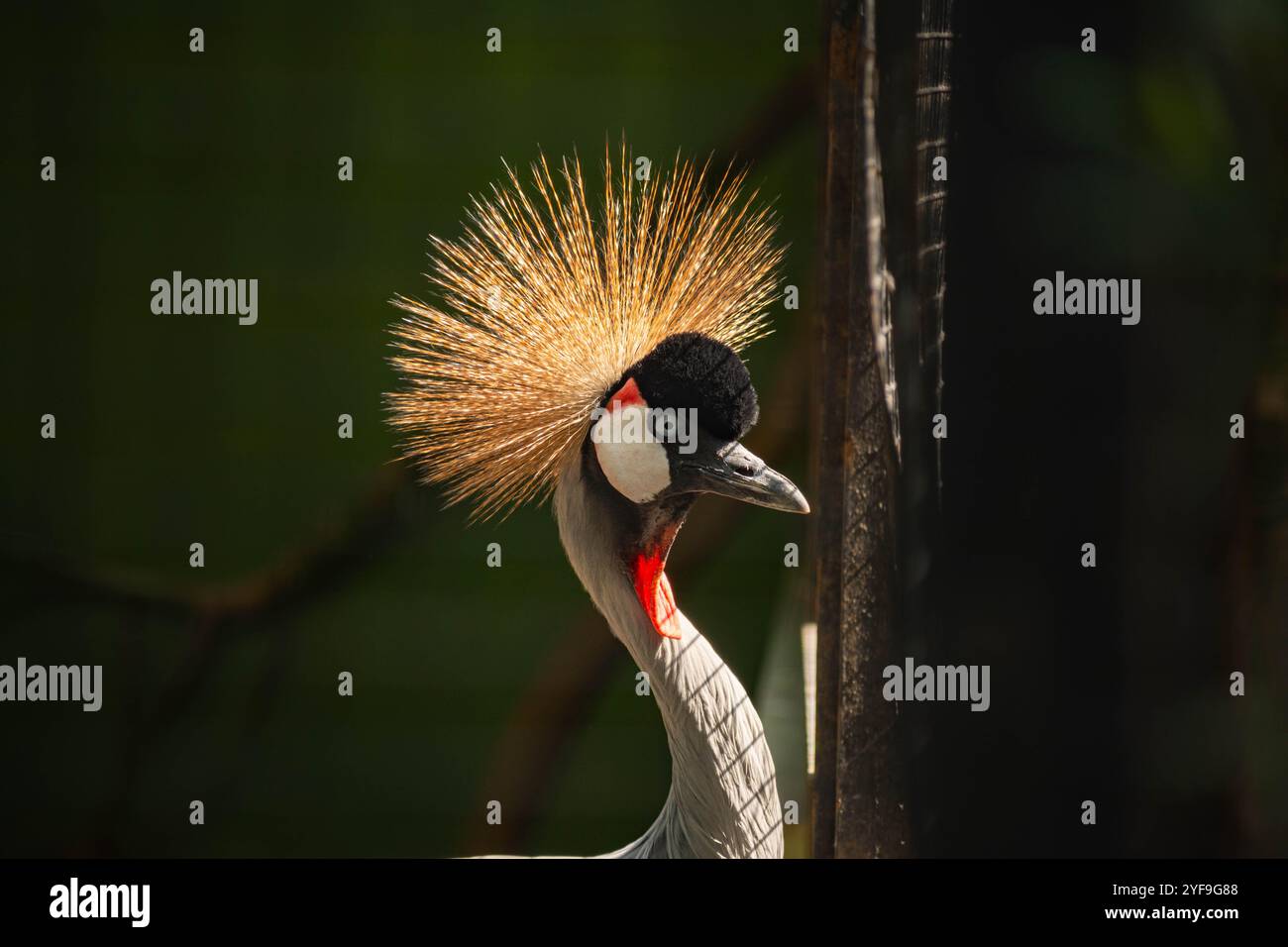 Gru a corona grigia che guarda lateralmente con sfondo bokeh o sfocato Foto Stock