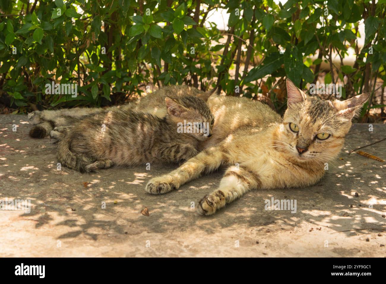 Un momento sereno con una gatta madre e i suoi gattini che riposano pacificamente accanto a una lussureggiante pianta verde, catturando calore e comfort naturale in un ambiente accogliente Foto Stock