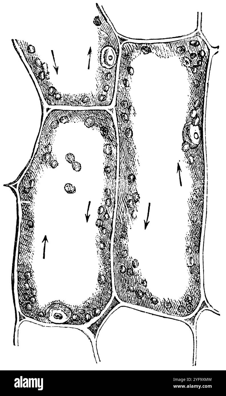 eelgrass, cellule dalla foglia con cloroplasti. Le frecce indicano la direzione dei flussi plasmatici, Vallisneria spiralis, Anonym (botany book, 1875), Wasserschraube, Zellen aus dem Blatt mit Chloroplasten. Die Pfeile deuten die Richtung der Plasmaströme an, vallisnérie, cellules de la feuille avec chloroplastes. Les flèches indiquent la direction des flux de plasma. Foto Stock