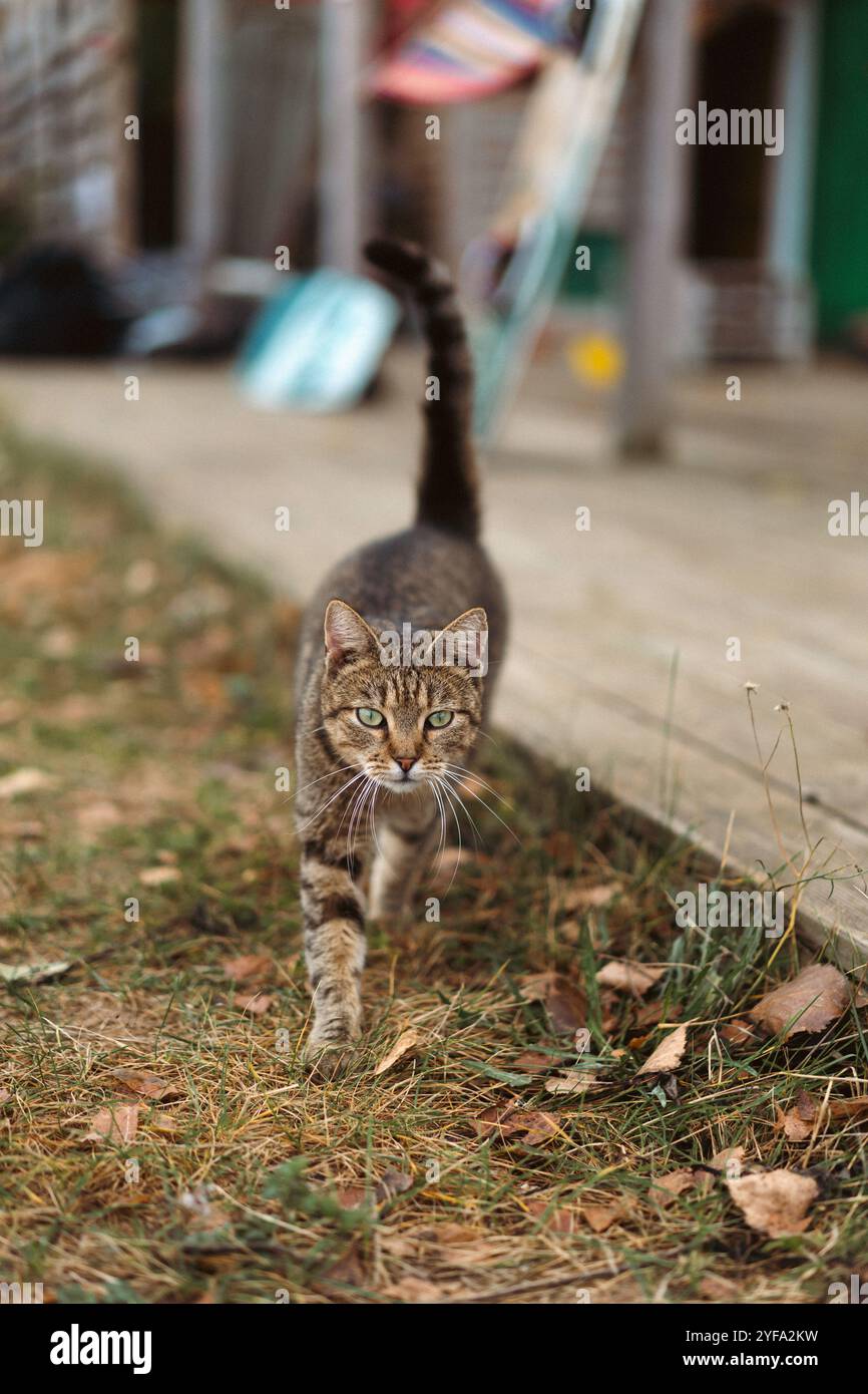 Primo piano di un gatto tabby con gli occhi verdi Foto Stock