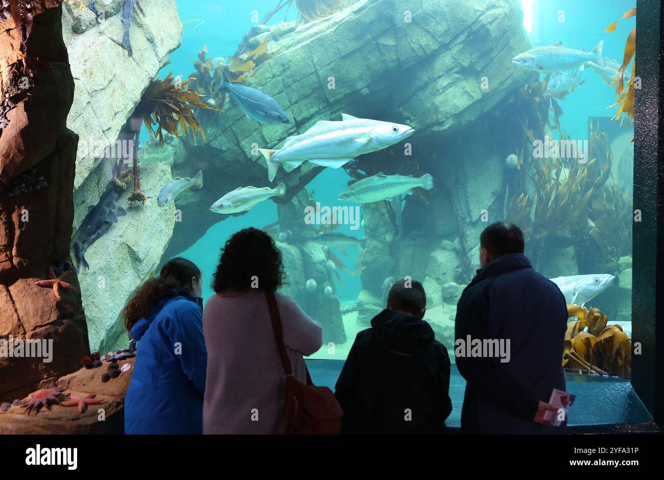 Gente al Macduff Marine Aquarium, Macduff, Aberdeenshire, Scozia Foto Stock