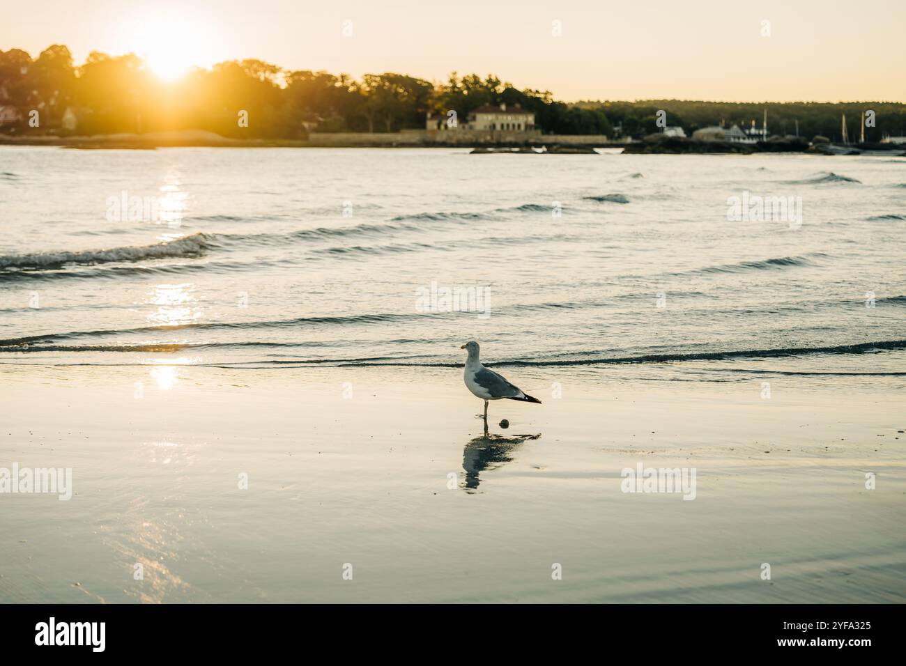 Gabbiano in piedi sulla sabbia bagnata al tramonto con riflessi Foto Stock