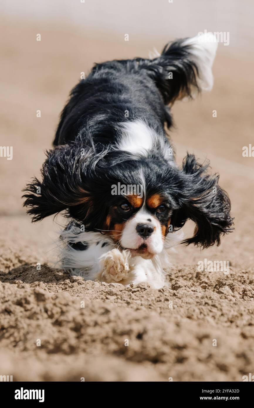 Campo da corsa Cavalier King Charles Spaniel, Sprint Dog Sport Foto Stock