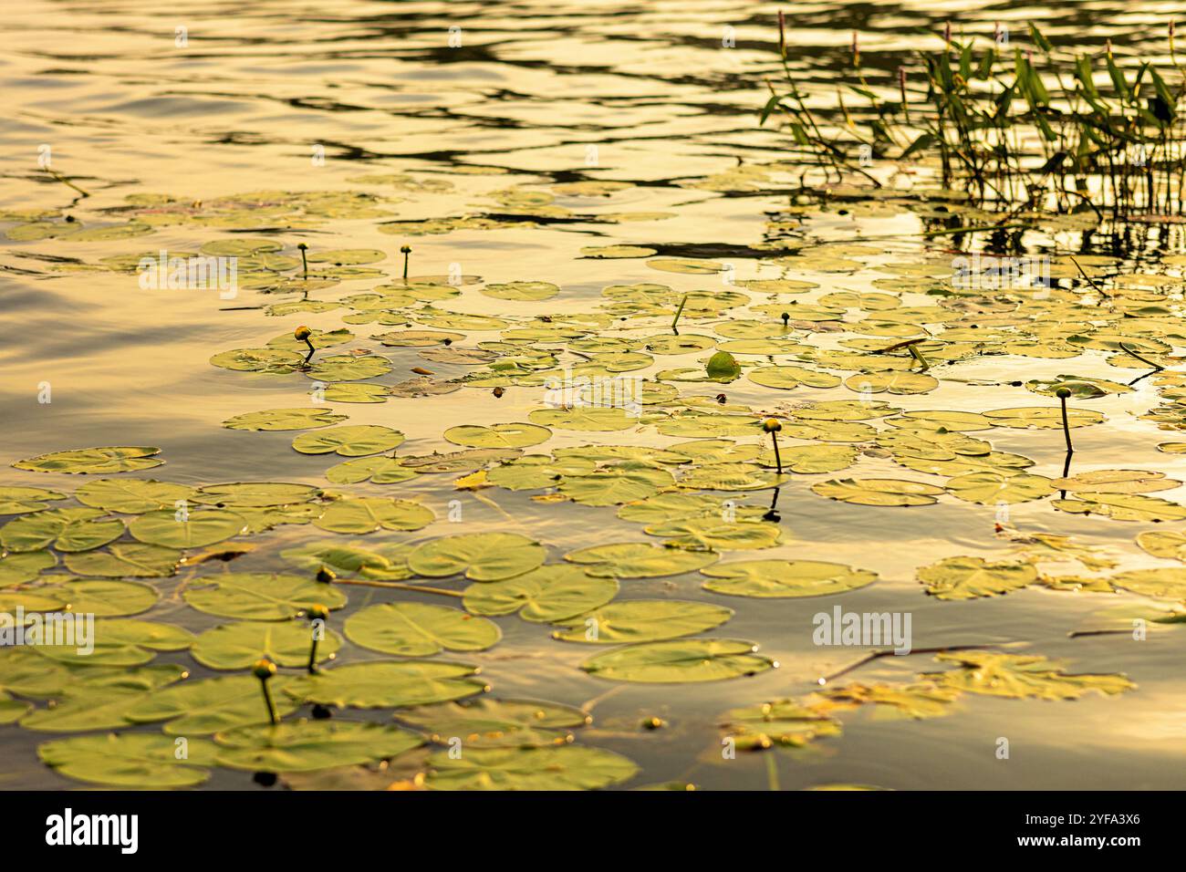 Bagliore estivo sui tappetini galleggianti di un lago Foto Stock