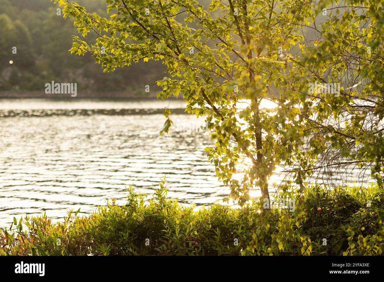 Serata estiva su un lago con vegetazione lussureggiante Foto Stock
