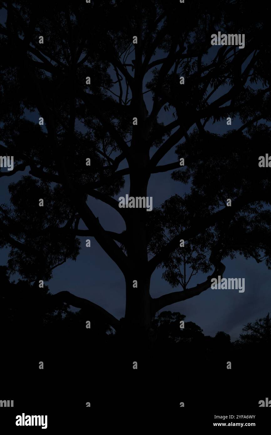 Tronco e rami di un grande albero, soffia pesante con foglie dalla silhouette scura contro un cielo notturno nuvoloso Foto Stock