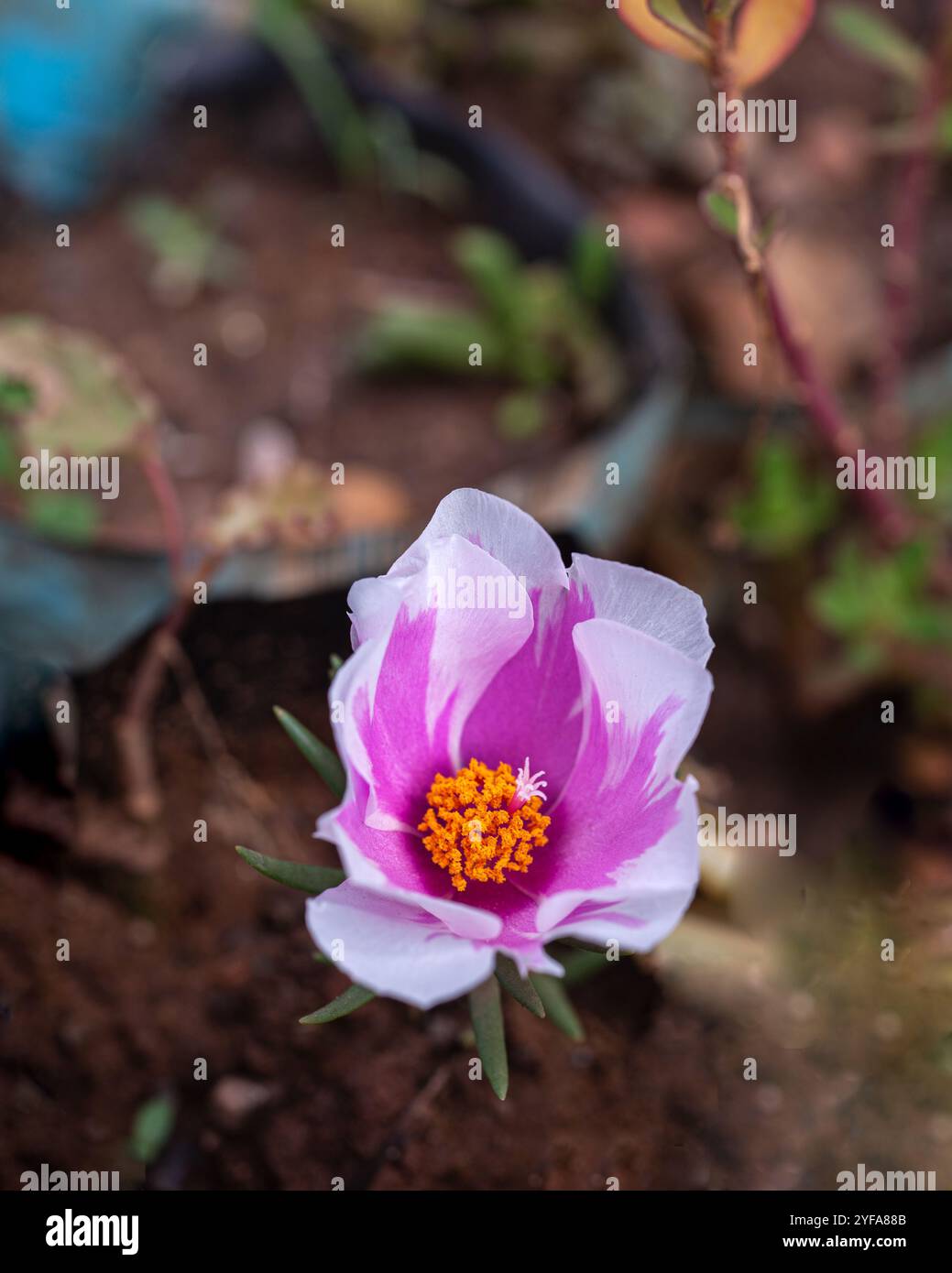 Moss-rose ( Portulaca grandiflora ) - Kampala Uganda Foto Stock
