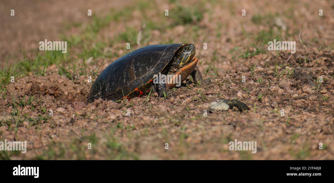 tartaruga che depone uova Foto Stock