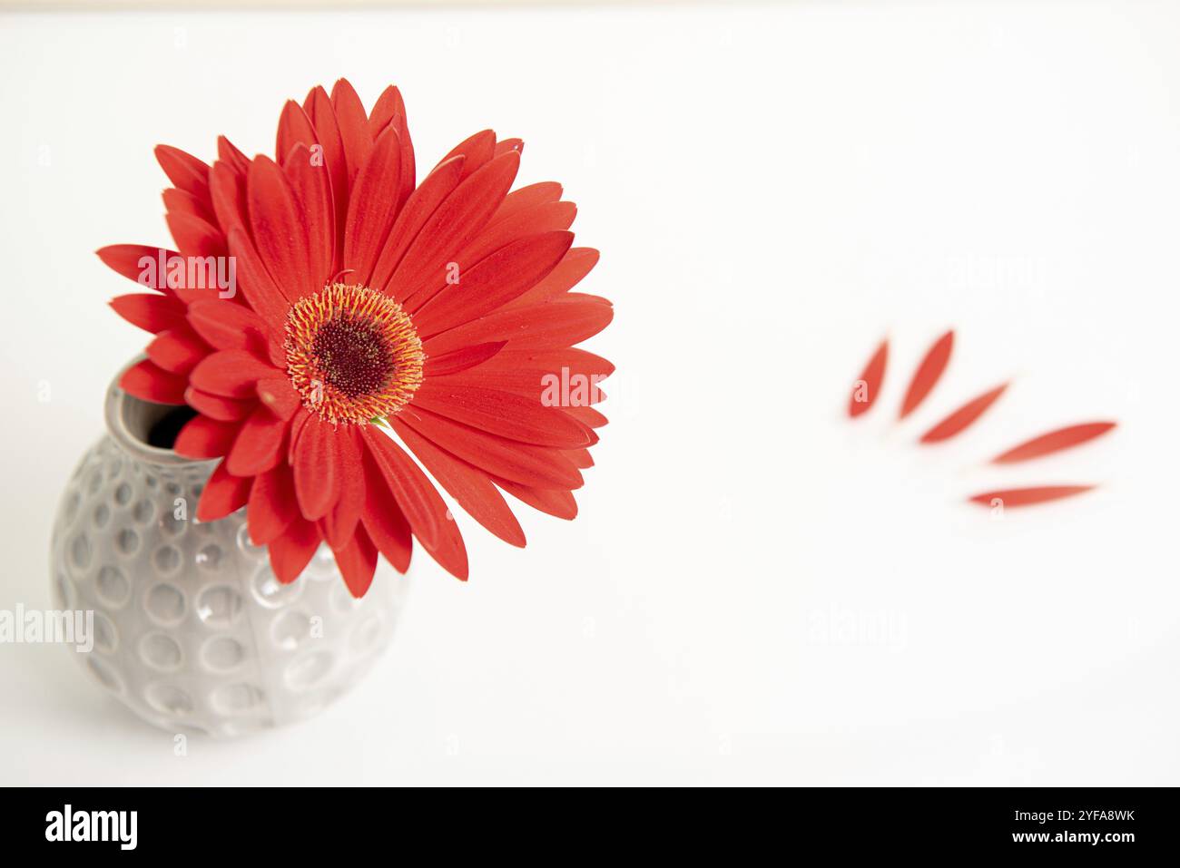 Bella rossa Gazania fiore su un bianco elegante vaso. Creative still life fotografia Foto Stock