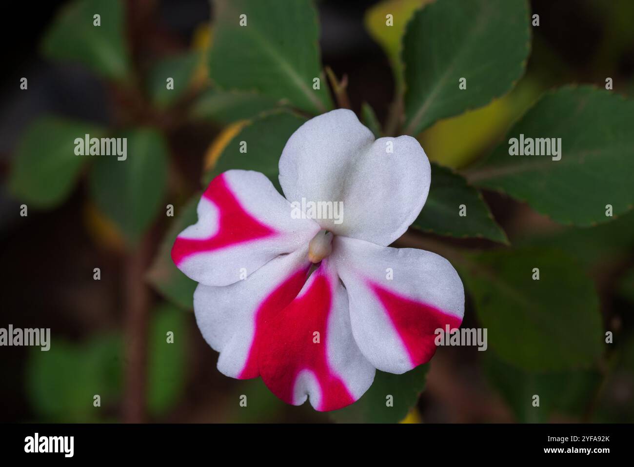 busy lizzy ( Impatiens walleriana ) - Kampala Uganda Foto Stock