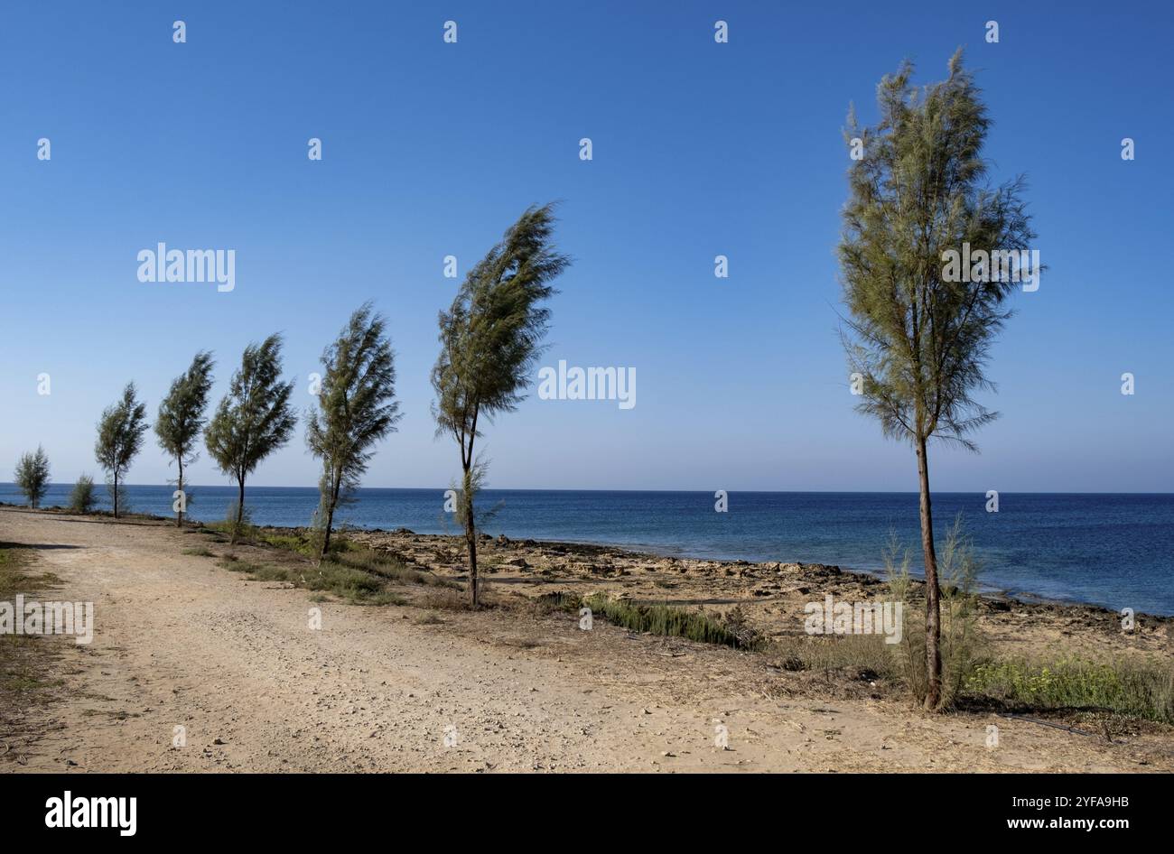 Pini in fila su una strada costiera rurale contro il mare e il cielo blu. Protaras Cipro Foto Stock