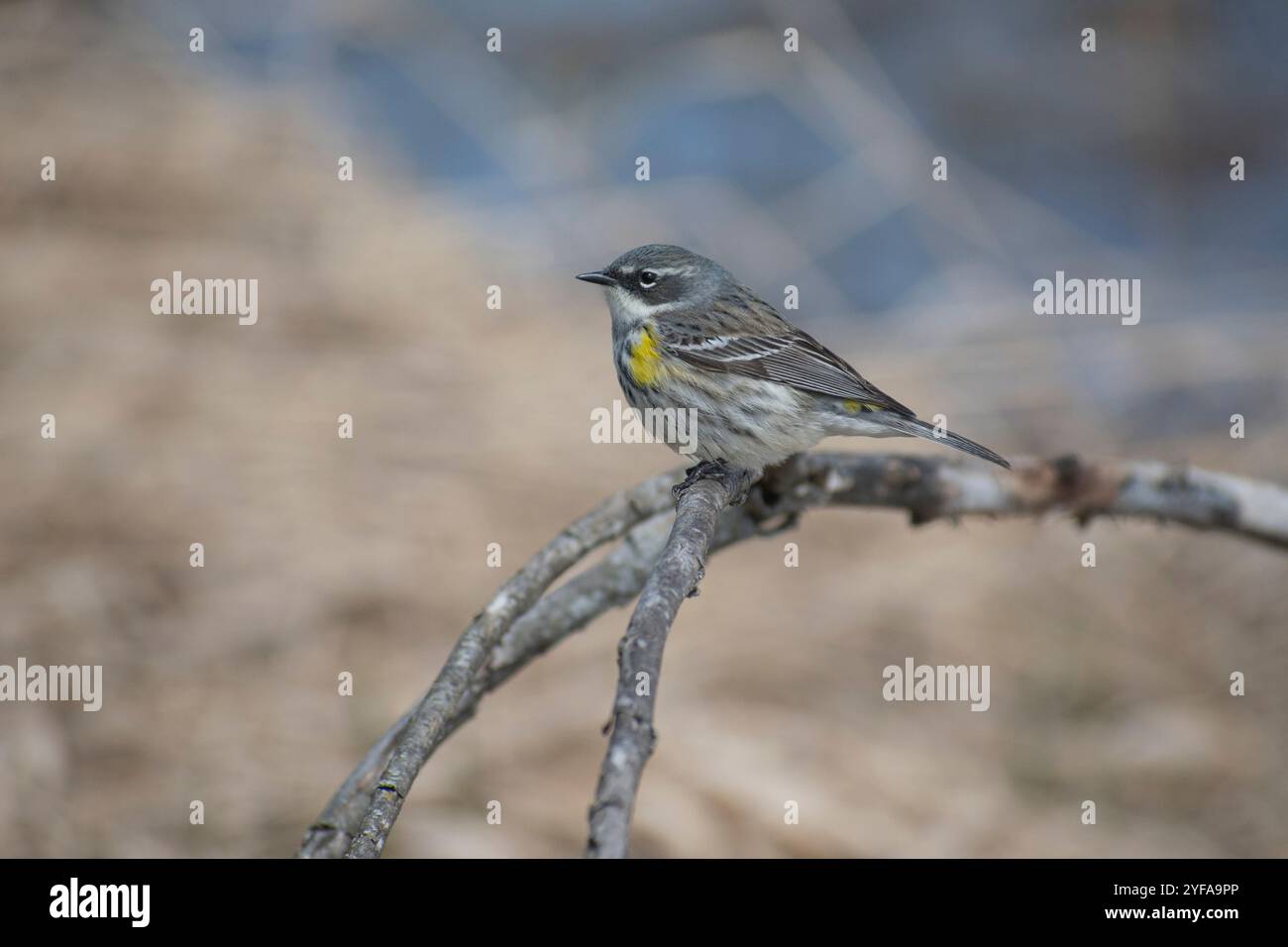 Parula dalle rumbi gialle arroccata in silenzio Foto Stock
