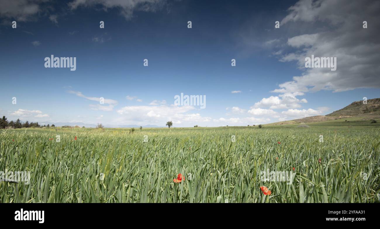 Campo erboso pieno di splendidi fiori rossi di anemone di papavero in primavera. Primavera a Cipro Foto Stock