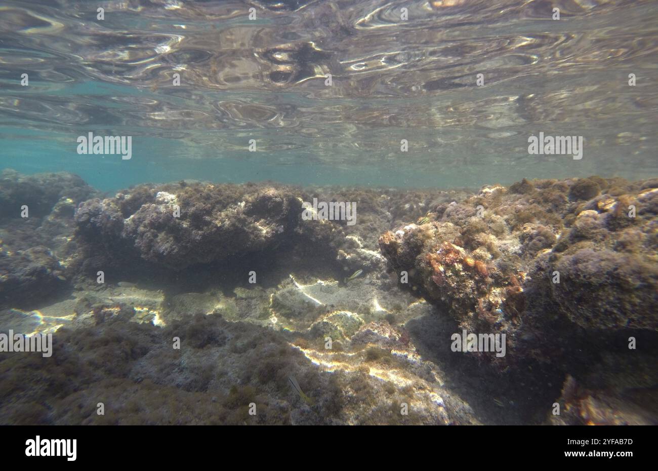 Fondo oceanico sottomarino con ecosistema della barriera corallina Foto Stock