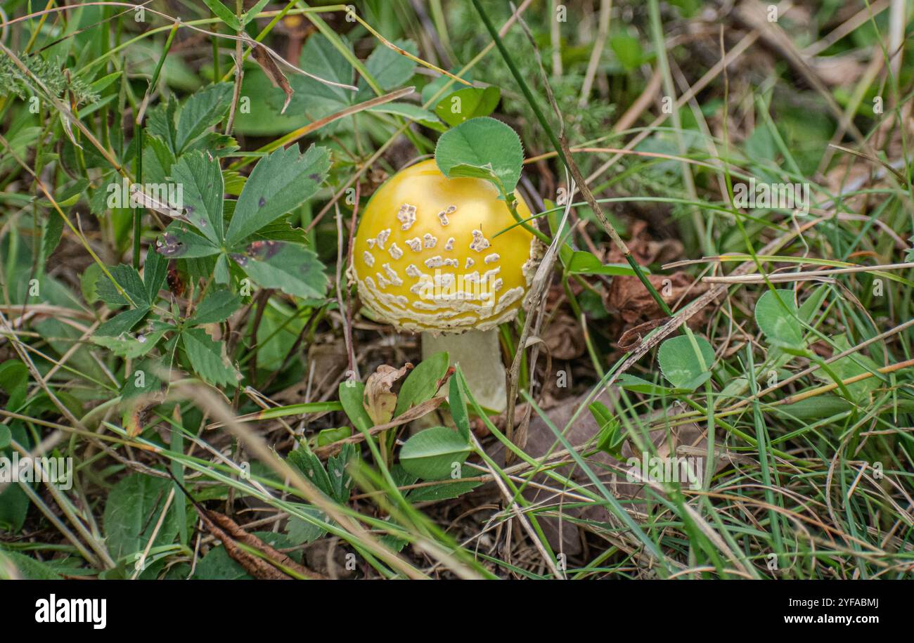 funghi gialli selvatici nel bosco Foto Stock