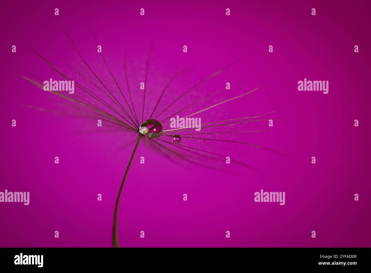 Dente di leone, taraxacum, semi con gocce di pioggia su sfondo magenta brillante in uno studio. Macro, messa a fuoco selettiva Foto Stock