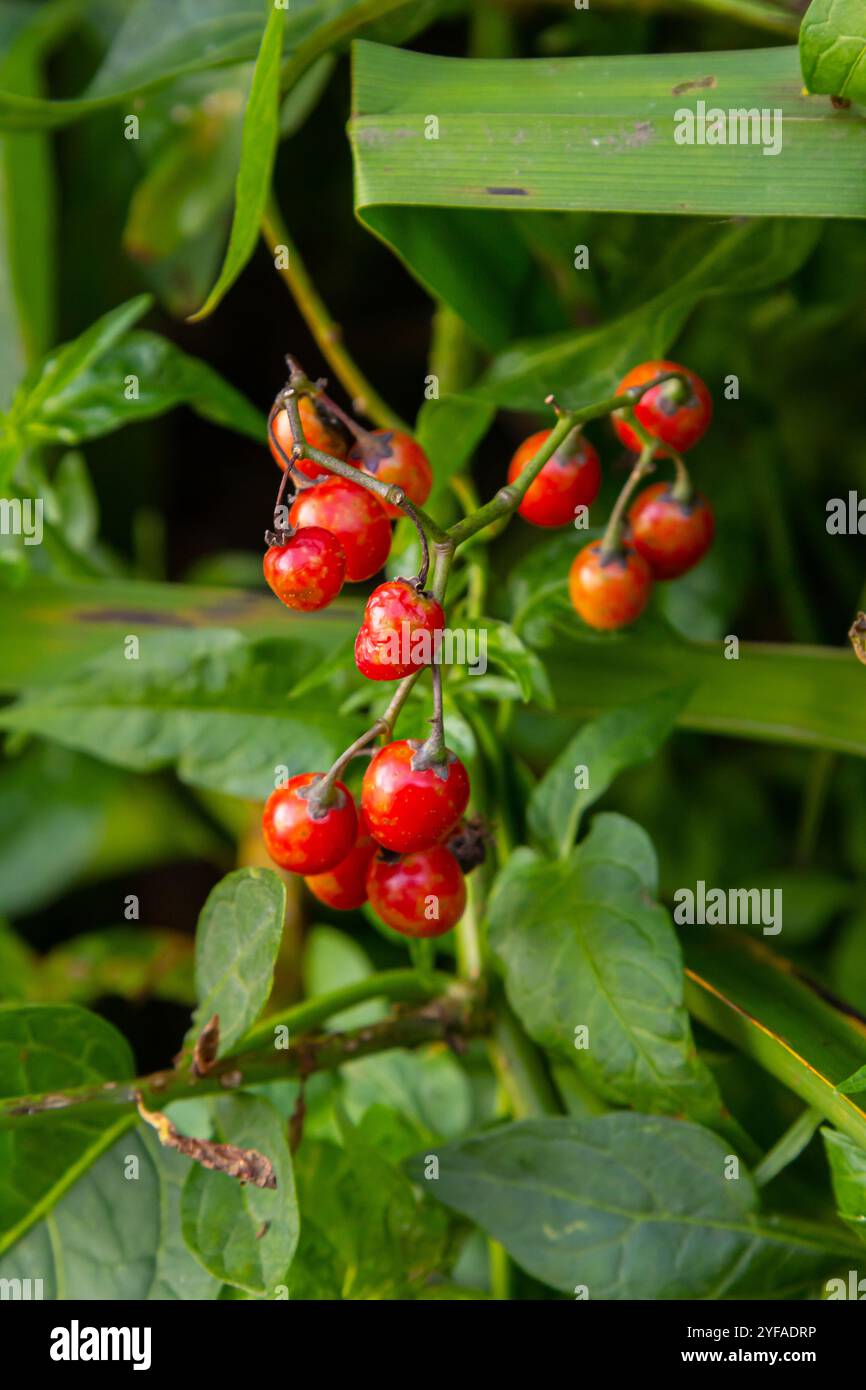Bacche rosse di legno di nightshade, anche conosciuto come agrodolce, Solanum dulcamara visto in agosto. Foto Stock