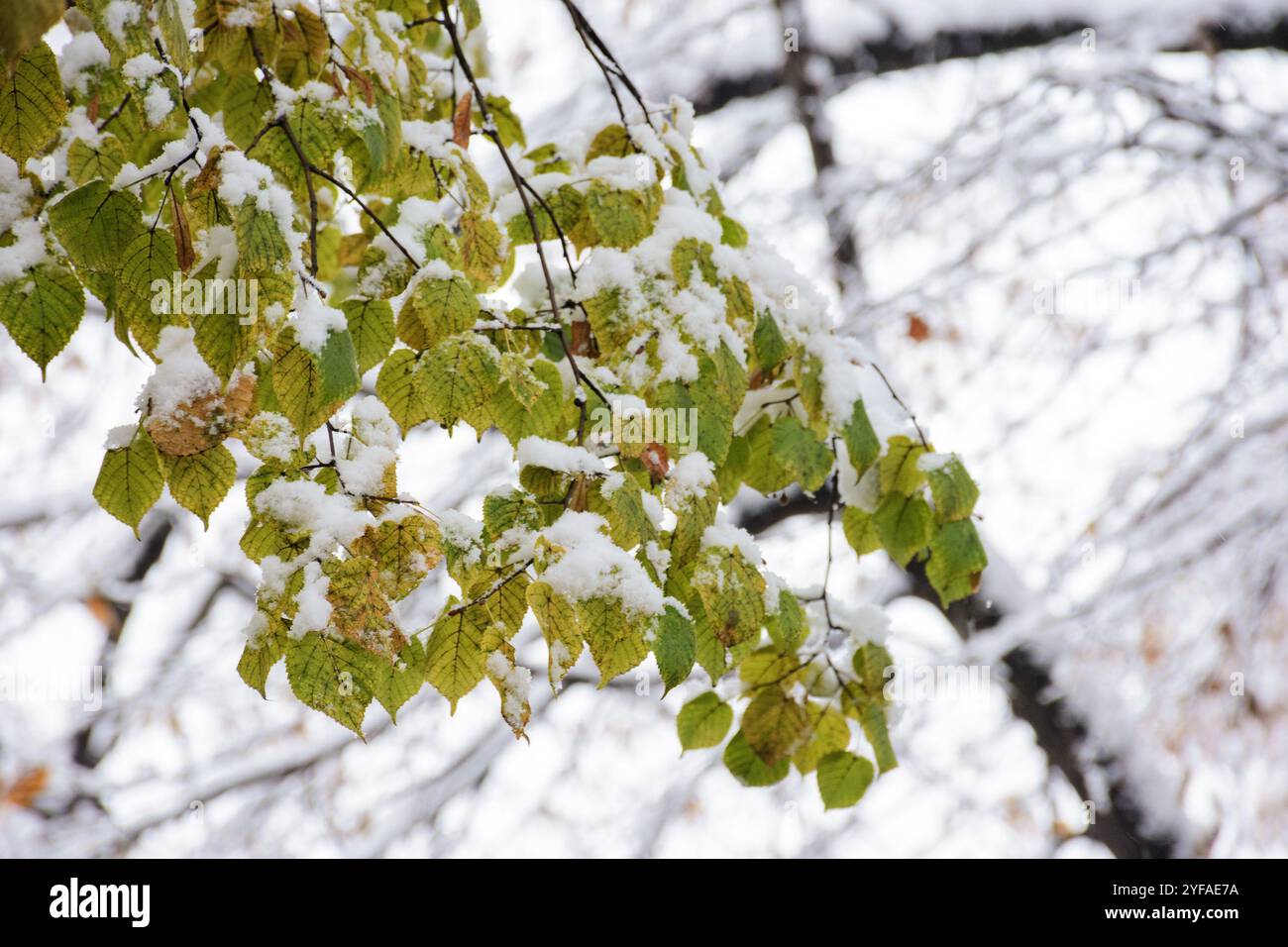 fogliame innevato di tiglio. transizione stagionale. splendido sfondo naturale nel tardo autunno. l'inverno sta arrivando. previsioni innevate Foto Stock