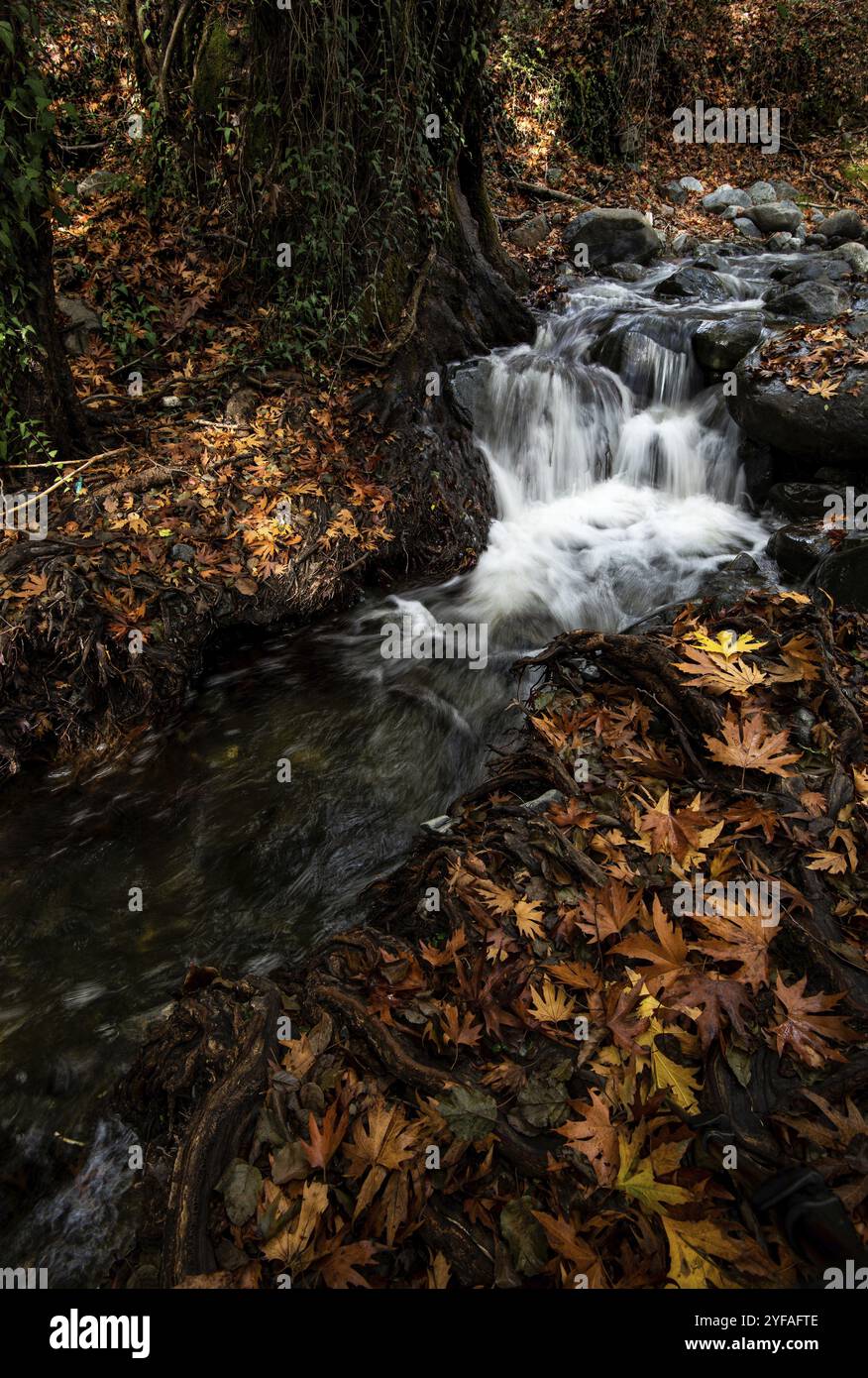 Fiume che scorre con foglie d'acero sulle rocce sul lungofiume in autunno. Cascata Millomery Troodos Cipro Foto Stock