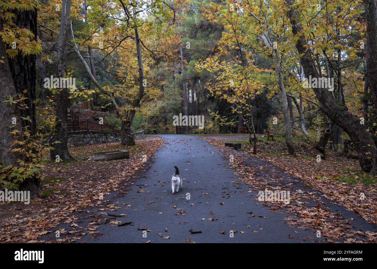 Gatto bianco a piedi nel paesaggio autunnale con alberi di acero e grondaie gialle che cadono. Troodos foresta Cipro Foto Stock