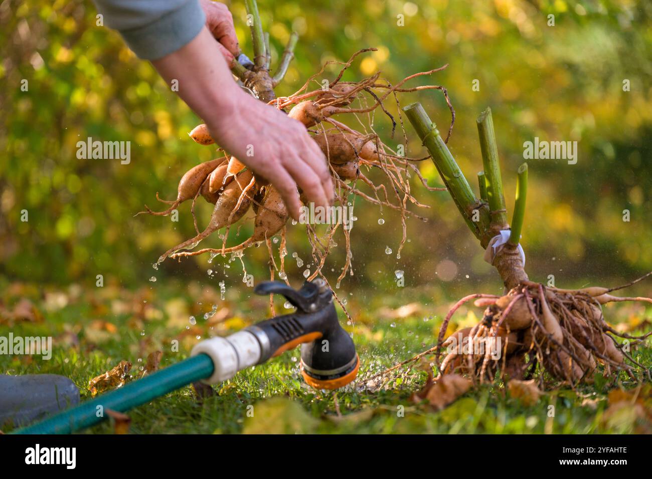 Donna che lava i tuberi delle piante dahlia, li pulisce e li prepara per lo stoccaggio invernale. Lavori di giardinaggio autunnali. Svernare i tuberi di dahlia. Foto Stock