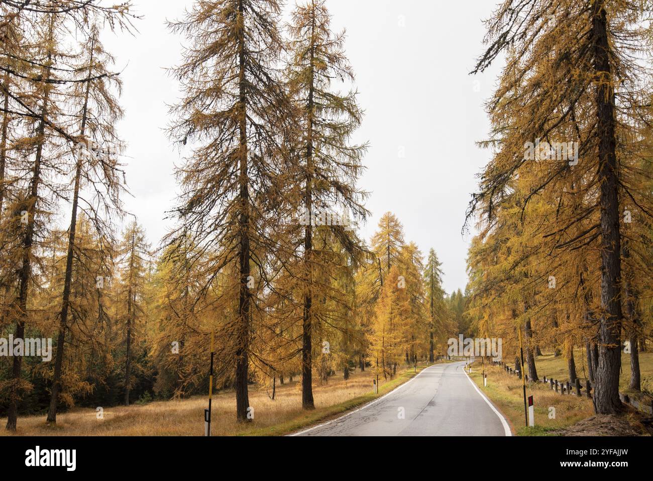 Idilliaca e bella strada rurale vuota che attraversa le Alpi alpine italiane con pini gialli in autunno Foto Stock