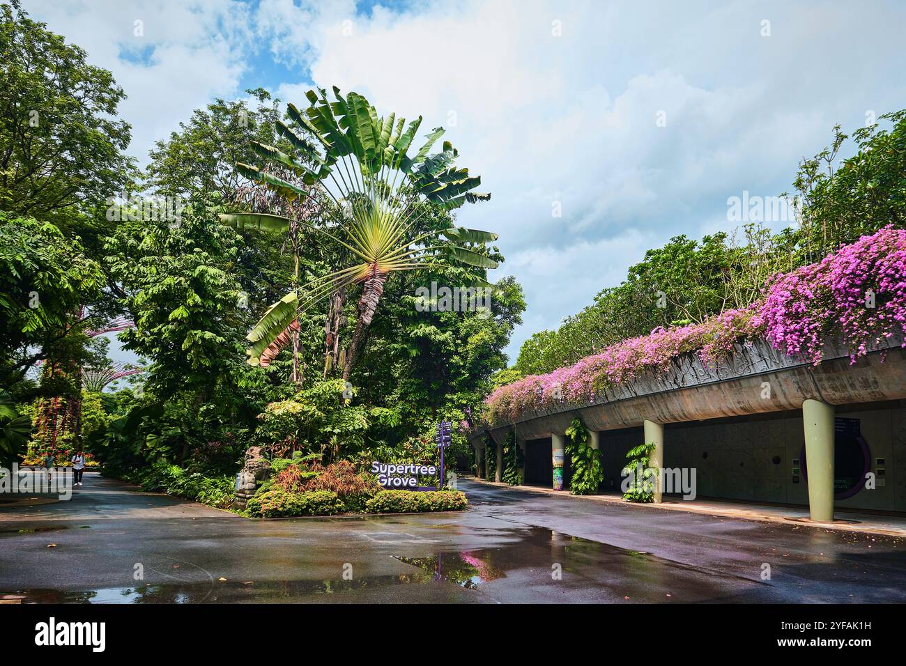 Singapore - 18 gennaio 2025: Supertree Grove a Gardens by the Bay Foto Stock