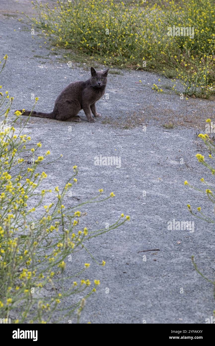 Gatto nero seduto in mezzo alla strada e guardando la telecamera Foto Stock