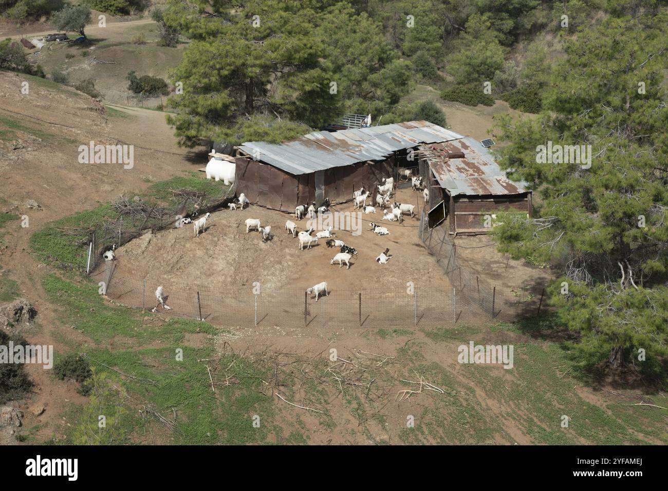 Allevamento tradizionale di capre nella foresta. Gli animali caprini sono la principale fonte di latte per la produzione di prodotti lattiero-caseari a Cipro Foto Stock