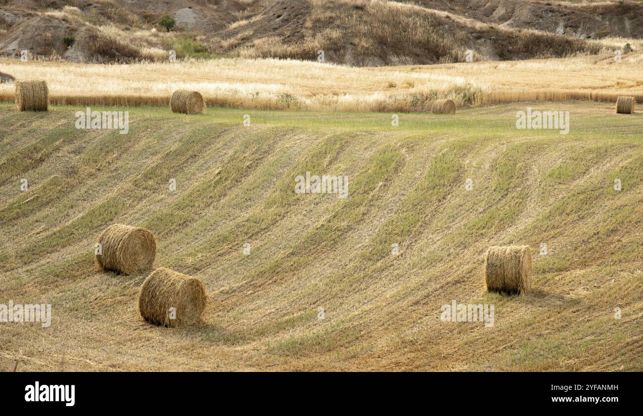 Campo agricolo di balle rotonde di fieno dopo la raccolta. Campo raccolto all'aperto Foto Stock