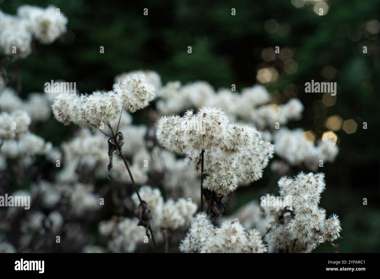 Solidago gigantea o teste di semi di canna d'oro. Semi grigi essiccati, fine autunno, primo piano, nessuna gente. Foto Stock