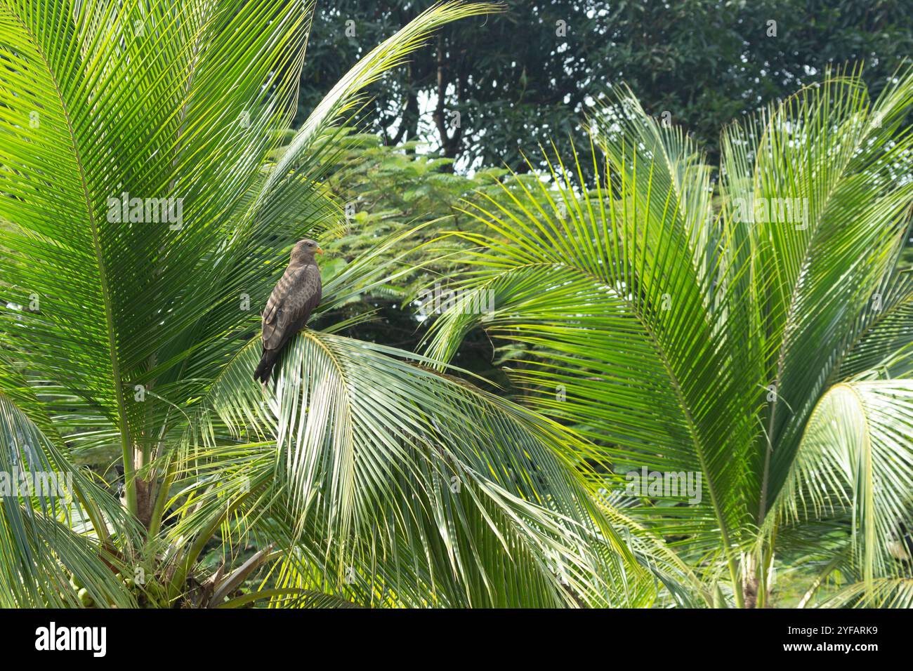 Uccello da preda aquilone a becco giallo Milvus aegyptius Milvus migrans arroccato tra le palme in una posizione tropicale Foto Stock