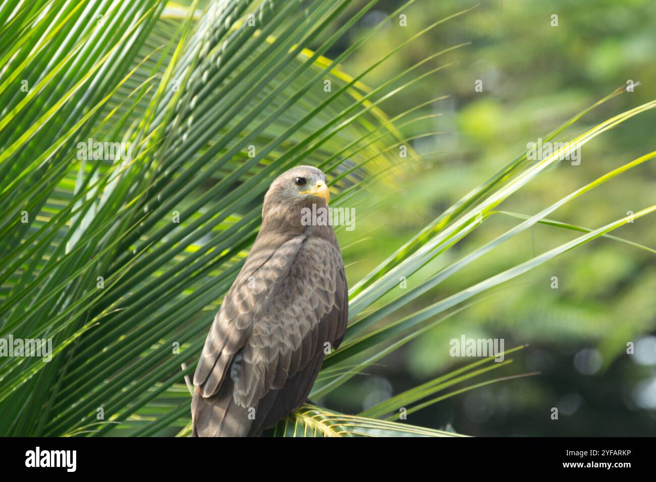 Uccello da preda aquilone a becco giallo Milvus aegyptius Milvus migrans arroccato tra le palme in una posizione tropicale Foto Stock