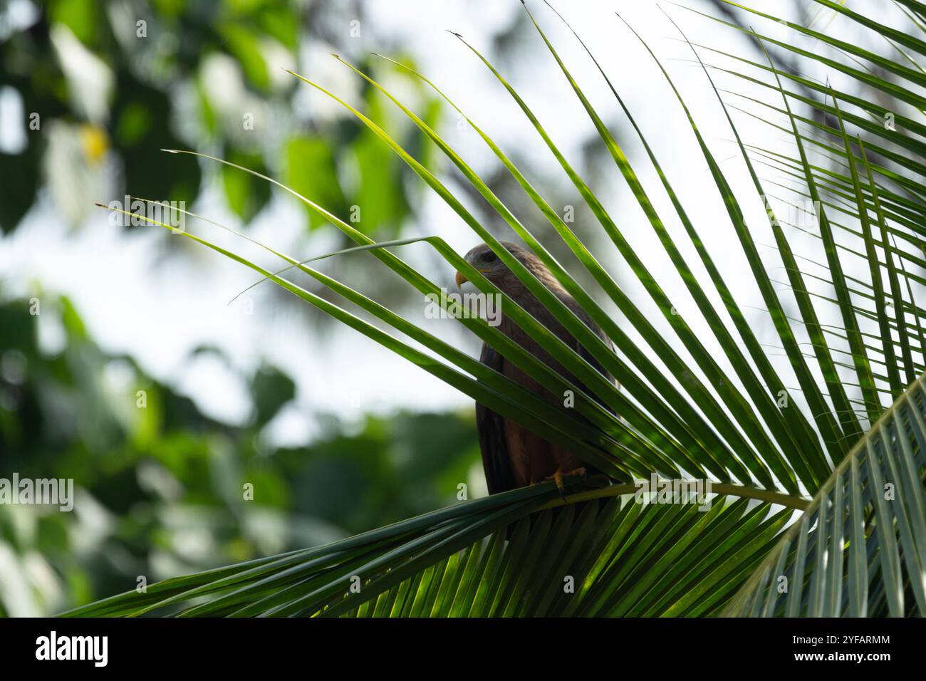 Uccello da preda aquilone a becco giallo Milvus aegyptius Milvus migrans arroccato tra le palme in una posizione tropicale Foto Stock