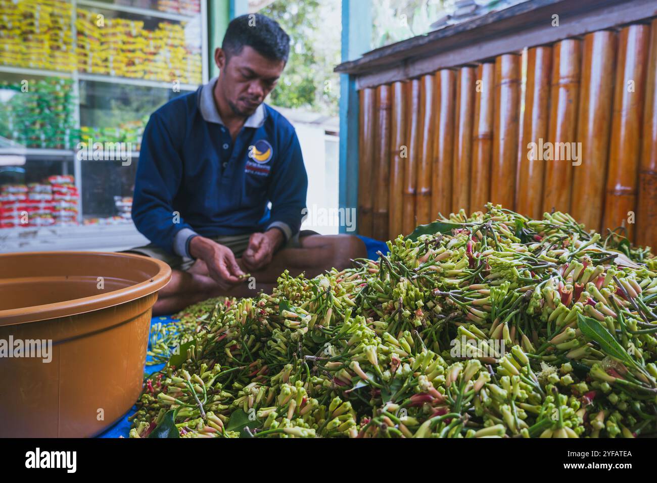 Gli agricoltori di chiodi di garofano raccolgono i chiodi di garofano davanti a loro nella città di Palopo, 1 ottobre 2024, Sulawesi meridionale, Indonesia Foto Stock