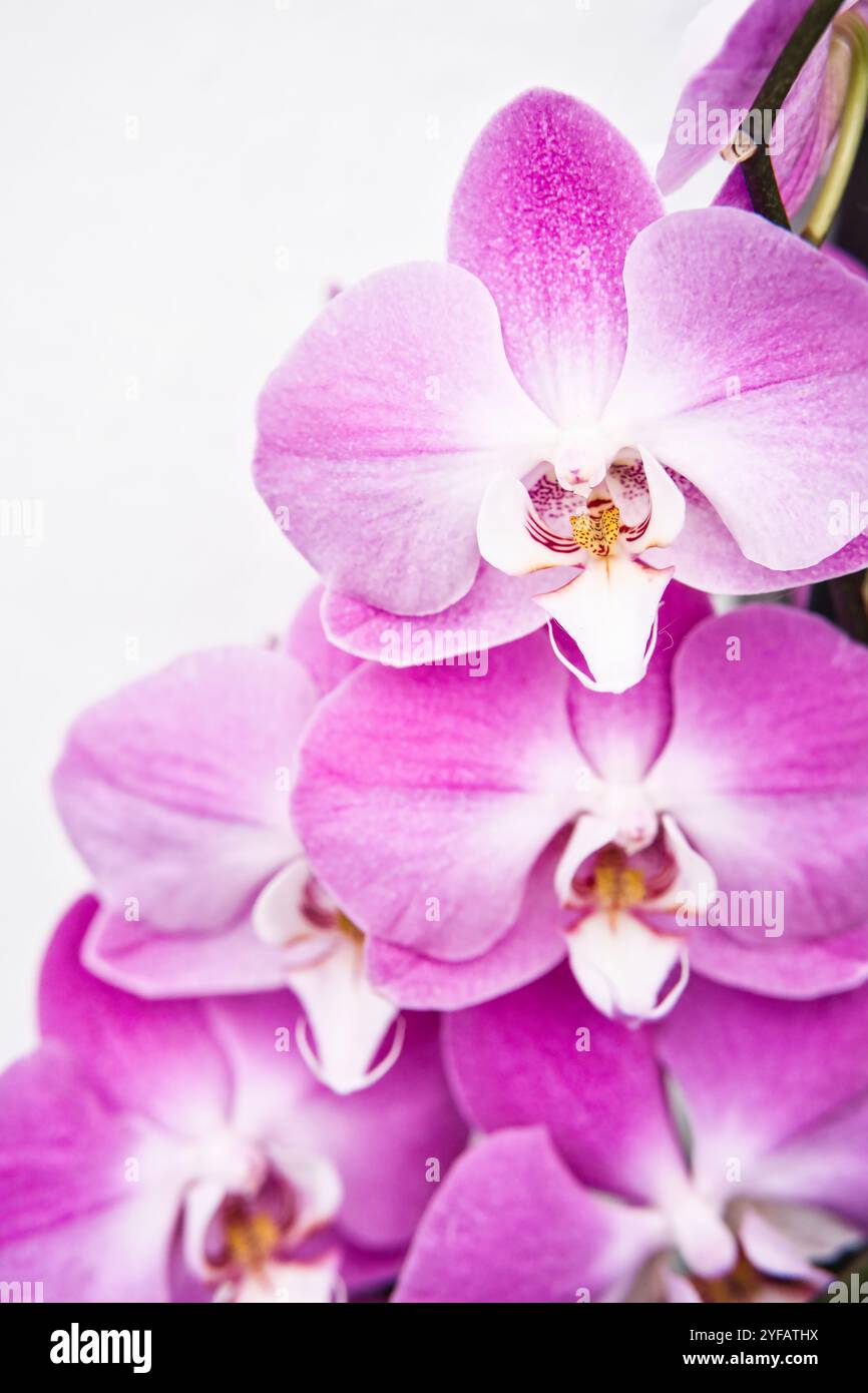 Elegante orchidea rosa con delicati petali, perfetta per aggiungere lusso e bellezza naturale a qualsiasi arredamento di casa o ufficio. Ideale come regalo unico. Foto Stock