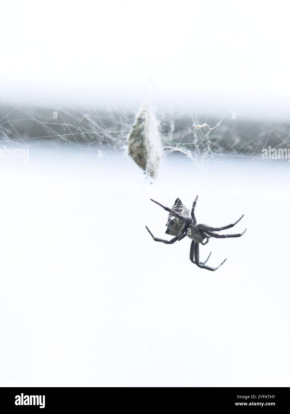 "Orb-Weaving Spider on Web con sfondo bianco minimalista" Foto Stock