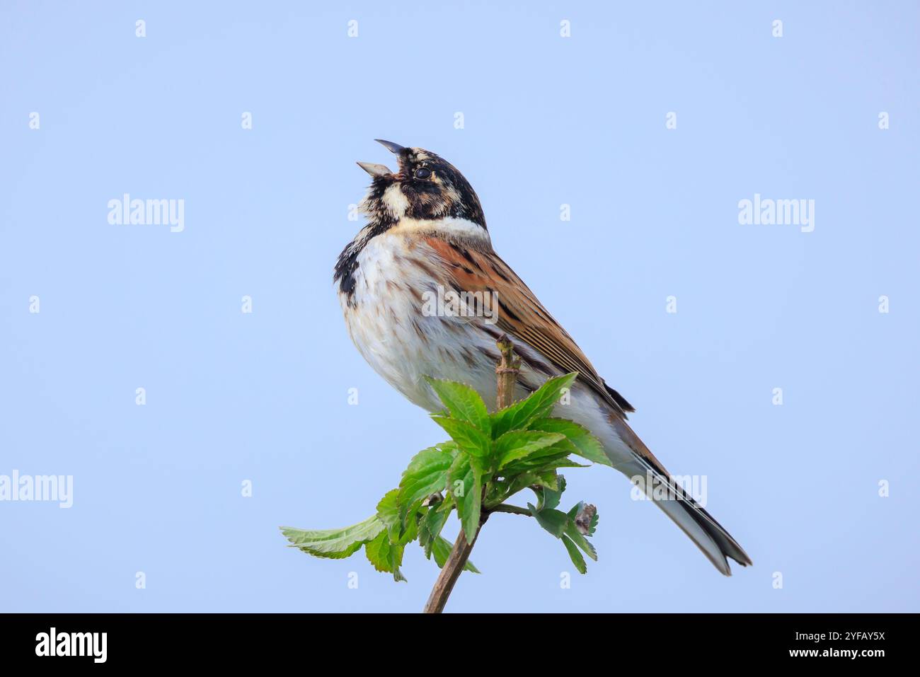 Un comune maschio di canne Emberiza schoeniclus canta una canzone su un pennacchio di canne Phragmites australis. I letti di canne ondulavano a causa dei forti venti in primavera Foto Stock