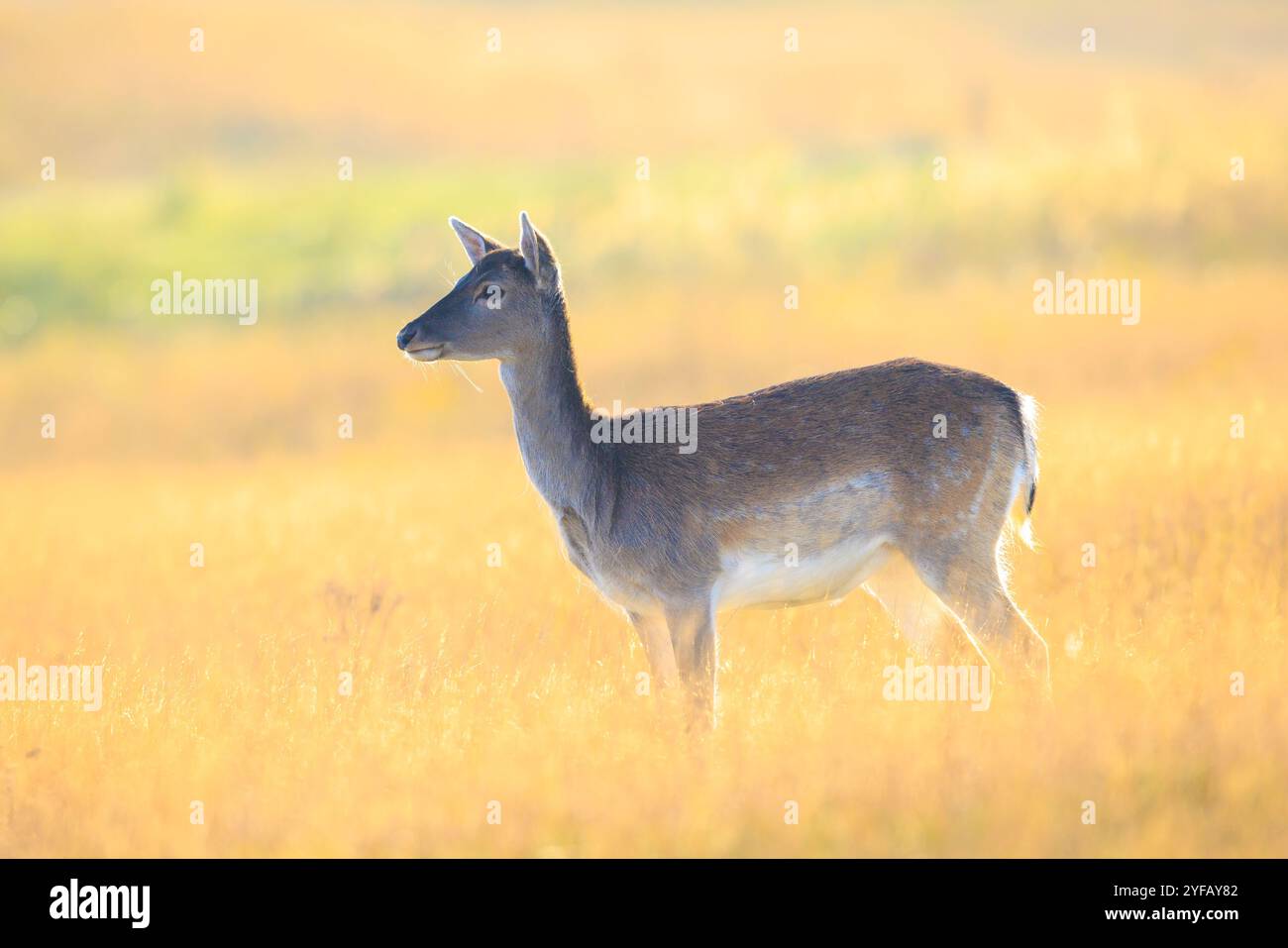 Femmina daino cervo doe o hind, Dama Dama in un prato in una foresta in una giornata di sole. Foto Stock
