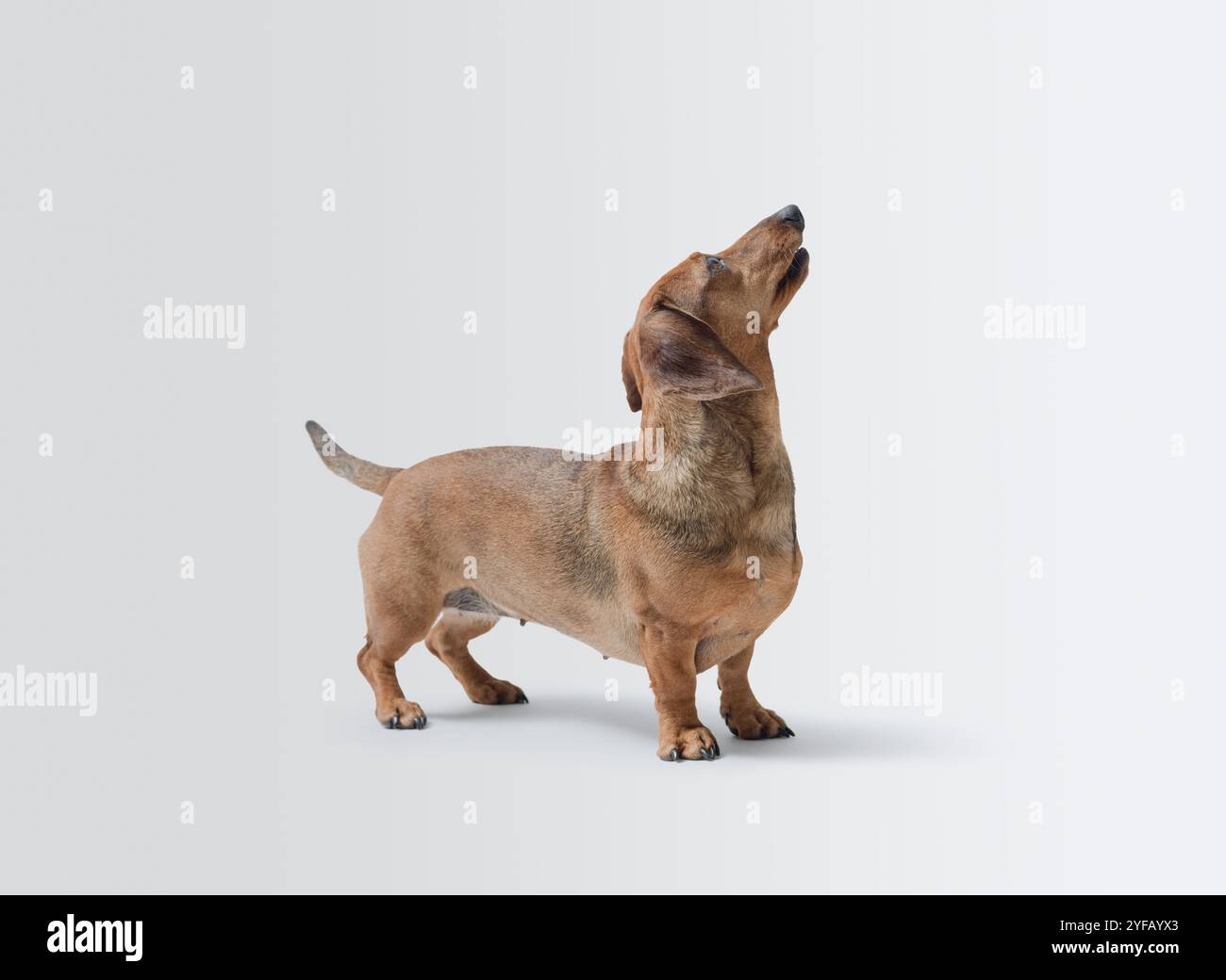 Ritratto di un cane che guarda in alto, razza Dachshund, isolato su sfondo bianco Foto Stock
