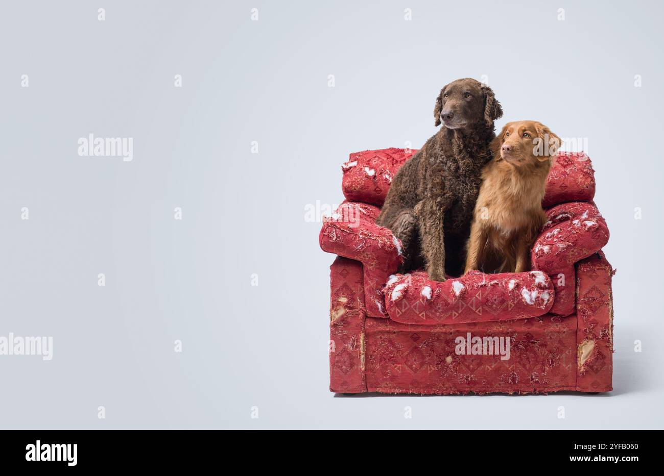 Adorabili cani cattivi su una poltrona danneggiata strappata, spazio per copiare Foto Stock