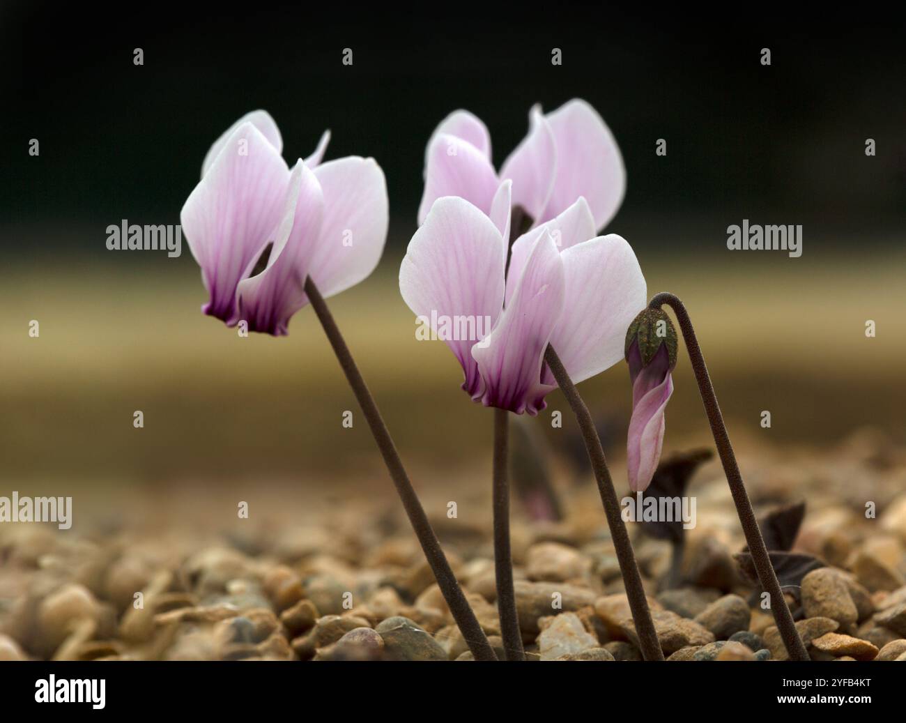 Primo piano di fiori di ciclamino greco (Cyclamen graecum) in autunno Foto Stock