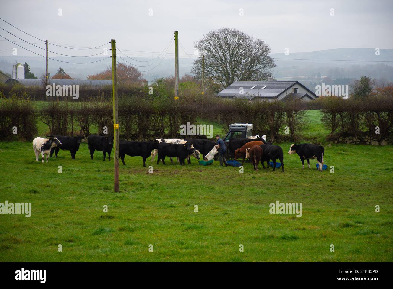 L'agricoltore alimenta il bestiame in un campo vicino a Doagh, Contea di Antrim, Irlanda del Nord Foto Stock