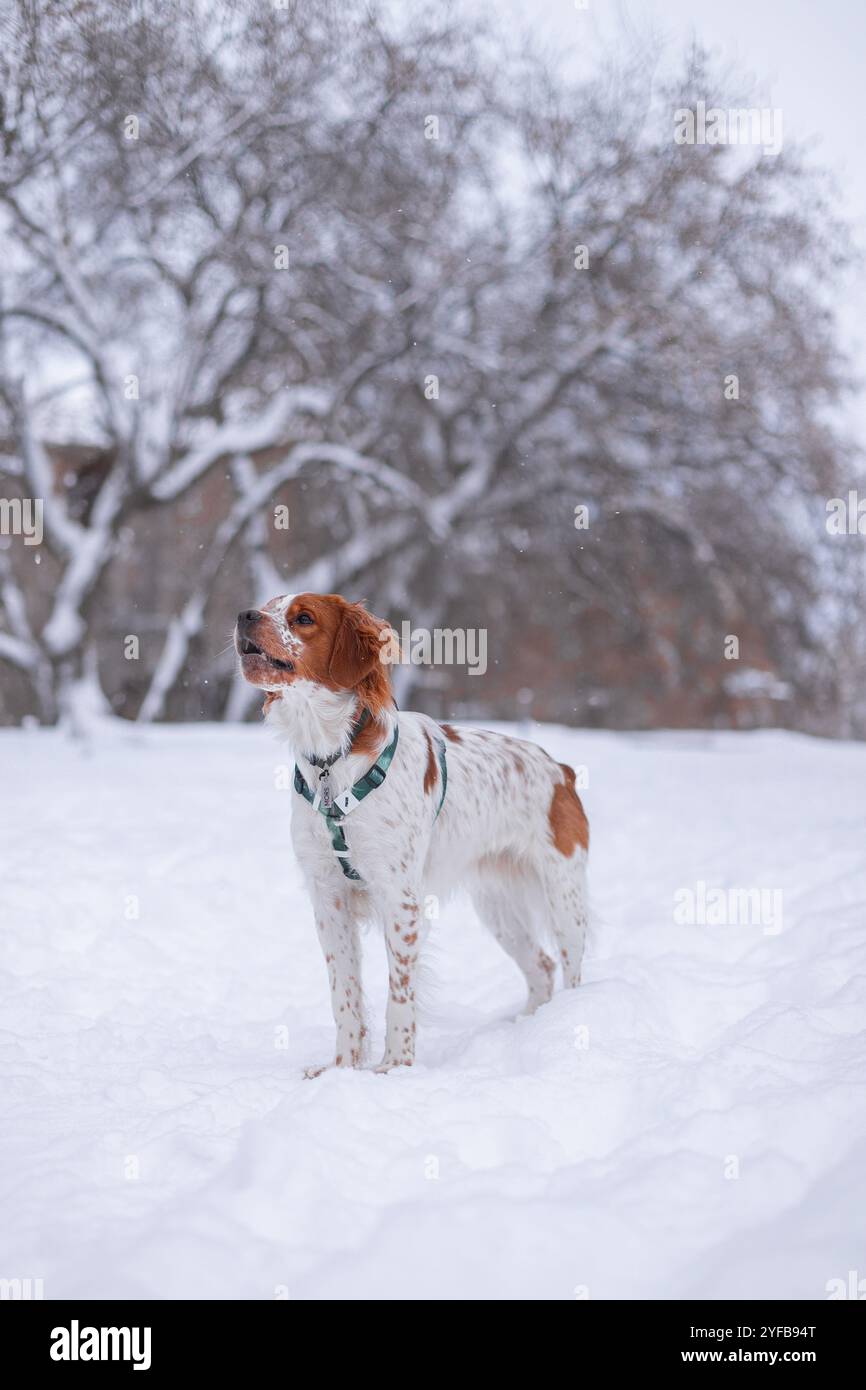 Un cane spaniel in una foresta invernale. Il cucciolo cattura la neve con la bocca. Un cane allegro gli scuote la museruola. Divertiti a saltare Foto Stock