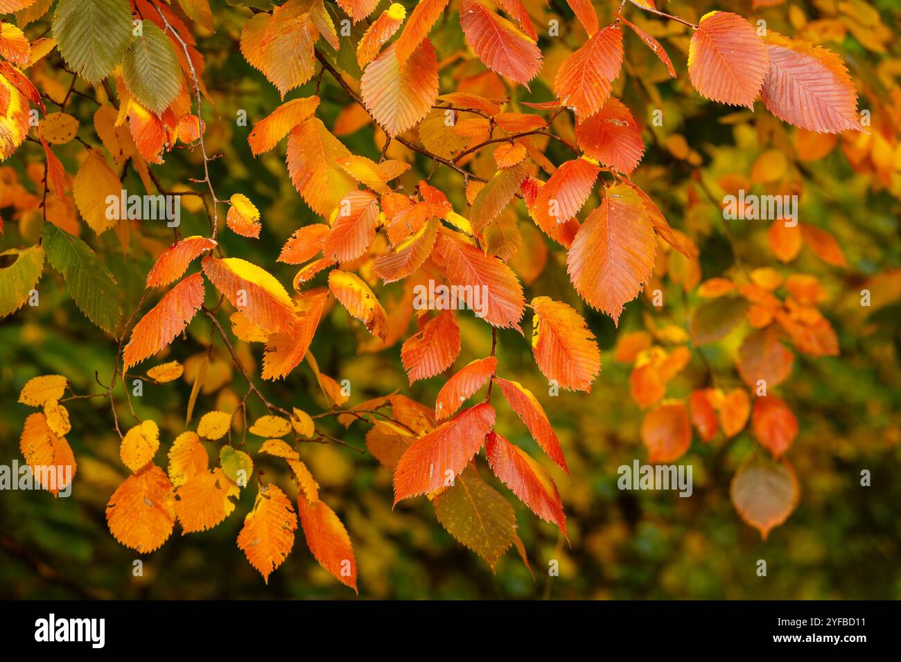 Foglie autunnali brillanti sui rami degli alberi. Primo piano di colorate foglie autunnali di arancio, giallo e verde sui rami degli alberi, bellezza delle foglie autunnali Foto Stock
